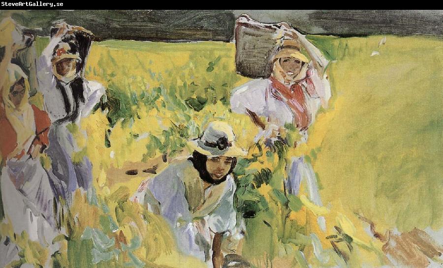 Joaquin Sorolla Sherry grape mining